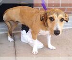 Small #1 Dachshund Mix