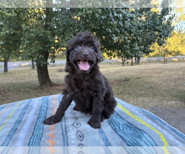 Medium Photo #7 Aussiedoodle Miniature  Puppy For Sale in OKLAHOMA CITY, OK, USA