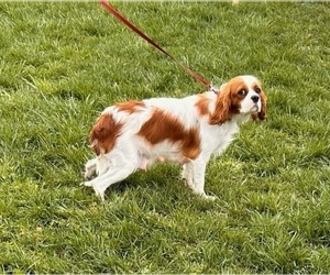 Mother of the Cavalier King Charles Spaniel puppies born on 03/03/2025