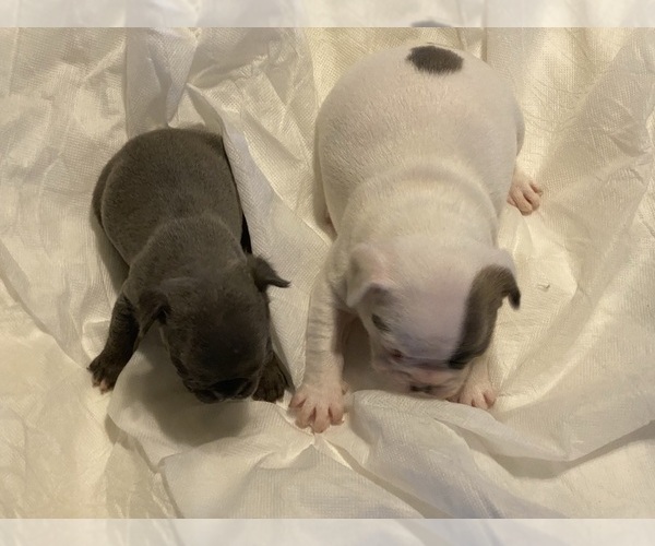 Medium Photo #4 French Bulldog Puppy For Sale in ATWATER, CA, USA
