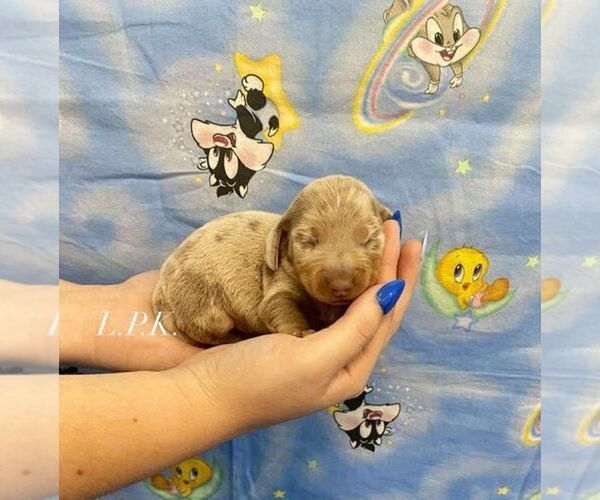 Medium Photo #1 Dachshund Puppy For Sale in WINNSBORO, LA, USA