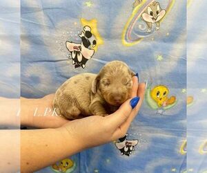 Dachshund Puppy for sale in WINNSBORO, LA, USA