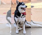 Small #3 Siberian Husky
