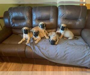 American Mastiff-Mastiff Mix Puppy for sale in MARYVILLE, TN, USA