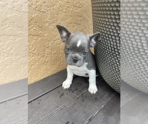 French Bulldog Puppy for Sale in WESLEY CHAPEL, Florida USA