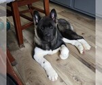 Small #2 Akita