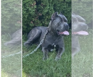 Father of the Cane Corso puppies born on 09/10/2022