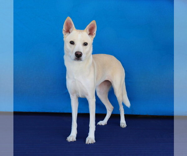 Medium Photo #2 Siberian Husky-Unknown Mix Puppy For Sale in Pasadena, CA, USA