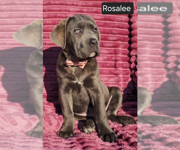 Medium Photo #23 Cane Corso Puppy For Sale in MINERAL WELLS, WV, USA