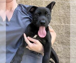 Labrador Retriever-Unknown Mix Dogs for adoption in Aurora, IL, USA