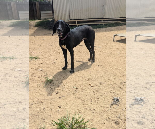 Medium Photo #2 Mutt Puppy For Sale in Munford, TN, USA