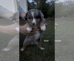 Small #3 Miniature American Shepherd