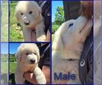 Puppy Blue Male Anatolian Shepherd-Maremma Sheepdog Mix