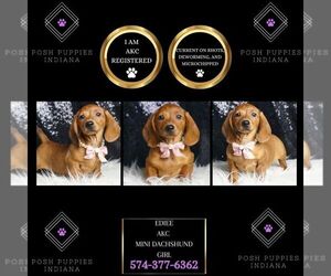 Dachshund Puppy for sale in WARSAW, IN, USA