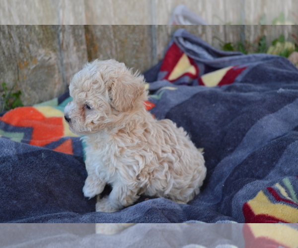 Medium Photo #6 Maltipoo Puppy For Sale in GREENWOOD, WI, USA