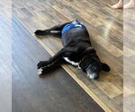 Small #3 Labrador Retriever Mix
