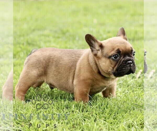 Medium Photo #4 French Bulldog Puppy For Sale in RONKS, PA, USA