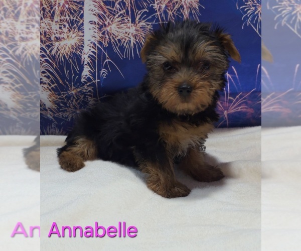 Medium Photo #5 Yorkshire Terrier Puppy For Sale in AZLE, TX, USA