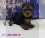 Small #4 Yorkshire Terrier