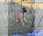 Puppy Purple Female Belgian Malinois