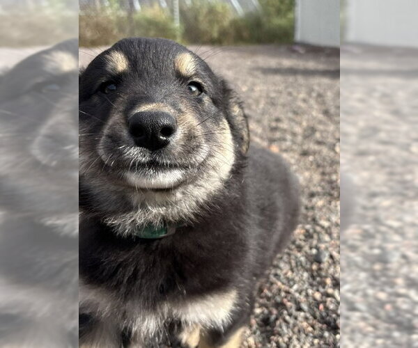 Medium Photo #3 Mutt Puppy For Sale in Webster, WI, USA
