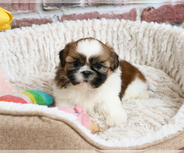 Medium Photo #2 Shih Tzu Puppy For Sale in SYRACUSE, IN, USA