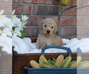 Goldendoodle Puppy for sale in FAIR GROVE, MO, USA