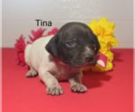 Small Photo #1 German Shorthaired Pointer Puppy For Sale in RAGERSVILLE, OH, USA