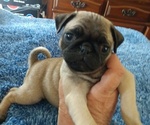 Small Photo #1 Pug Puppy For Sale in BRIDGMAN, MI, USA