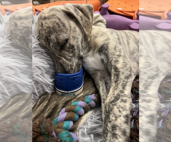 Medium Photo #8 Whippet Puppy For Sale in SOUTH SIOUX CITY, NE, USA