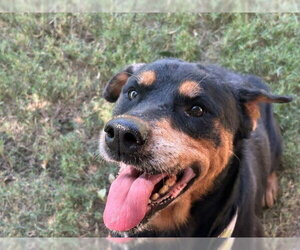 Rottweiler-Unknown Mix Dogs for adoption in Tulsa, OK, USA