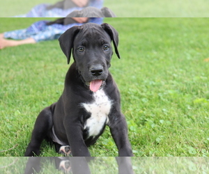 Great Dane Puppy for sale in SHILOH, OH, USA