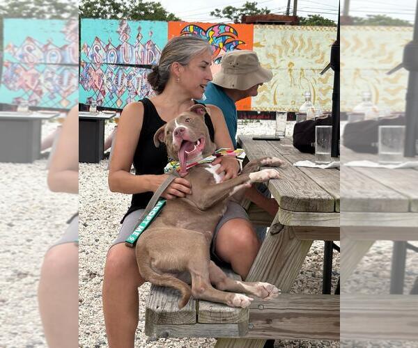 Medium Photo #3 American Pit Bull Terrier-Unknown Mix Puppy For Sale in Spring Lake, NJ, USA