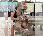 Small #2 American Pit Bull Terrier Mix