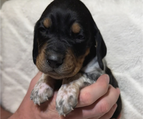 Medium Photo #12 Black and Tan Coonhound-Bluetick Coonhound Mix Puppy For Sale in OAK HILLS, CA, USA