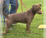 Small #1 Labrador Retriever Mix