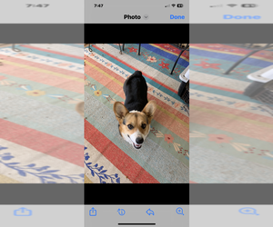 Mother of the Pembroke Welsh Corgi puppies born on 03/18/2025