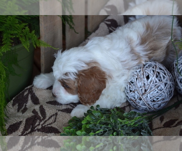 Medium Photo #11 Cavapoo mix (+ Poodle Miniature) Puppy For Sale in GREENWOOD, WI, USA