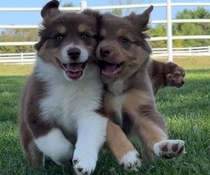 Australian Shepherd Litter for sale in SAINT CLAIR, MI, USA