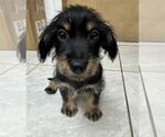 Small #1 Basset Hound Mix