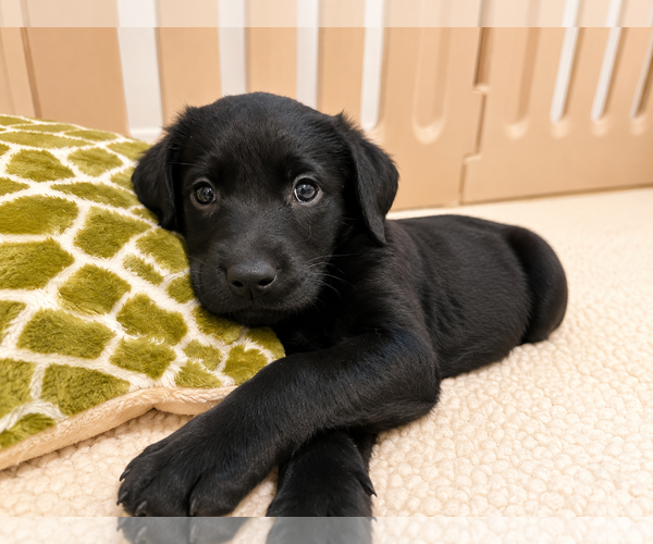 Medium Photo #4 Labrador Retriever-Unknown Mix Puppy For Sale in Clovis, CA, USA