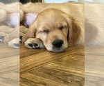 Small Photo #1 Golden Retriever Puppy For Sale in STOCKTON, CA, USA