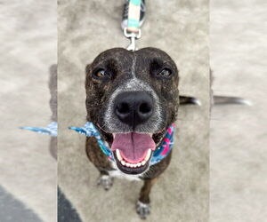 Mutt Dogs for adoption in San Diego, CA, USA