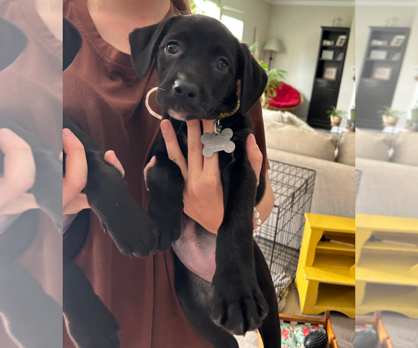 Medium Photo #11 Boston Terrier-Labrador Retriever Mix Puppy For Sale in Holly Springs, NC, USA
