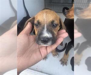Labrador Retriever-Unknown Mix Dogs for adoption in Houston, TX, USA