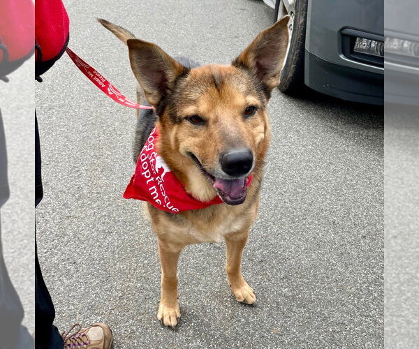 Medium Photo #10 German Shepherd Dog-Unknown Mix Puppy For Sale in Canton, CT, USA