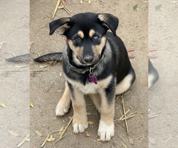 Medium Photo #4 Gerberian Shepsky Puppy For Sale in Corona, CA, USA