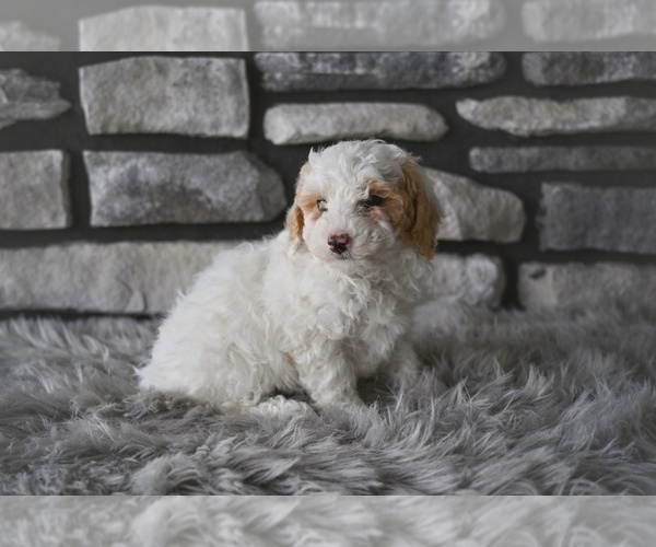 Medium Photo #1 Poodle (Toy) Puppy For Sale in MILLERSBURG, OH, USA