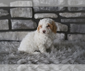 Medium Poodle (Toy)