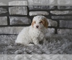 Small Poodle (Toy)